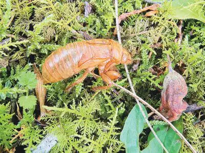 Periodical Cicadas Return to Region