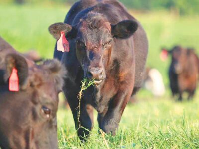 $1 Billion Available for U.S. Livestock Producers Affected By Drought