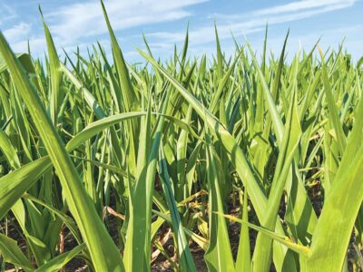 Virginia Crop Farmers Affected By Drought Are Eligible For Assistance
